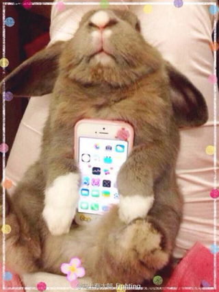 Illustration for article titled Don't Use Real Rabbits as Your Smartphone Case